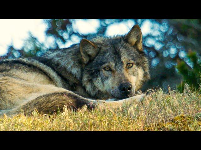 Meeting The Lone Sea Wolf | Close Encounters | BBC Studios