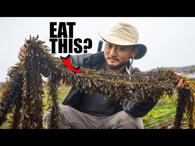 ARE ALL SEAWEED EDIBLE?? Trying 5 Different Seaweeds | Sustainable Coastal Foraging