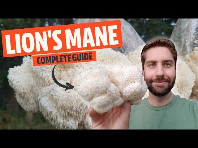 Brain Booster? The Magic Power Of Lion's Mane Mushroom (aka Hericium erinaceus)