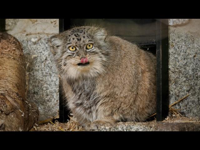 Pema the Pallas's cat goes shopping
