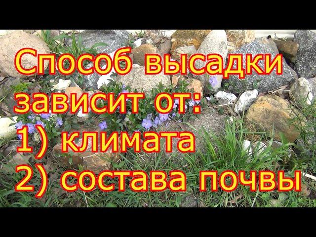 Как ПОСАДИТЬ САЖЕНЕЦ ВИНОГРАДА. ПРОСТОЙ, НАДЕЖНЫЙ, ПРОВЕРЕННЫЙ СПОСОБ