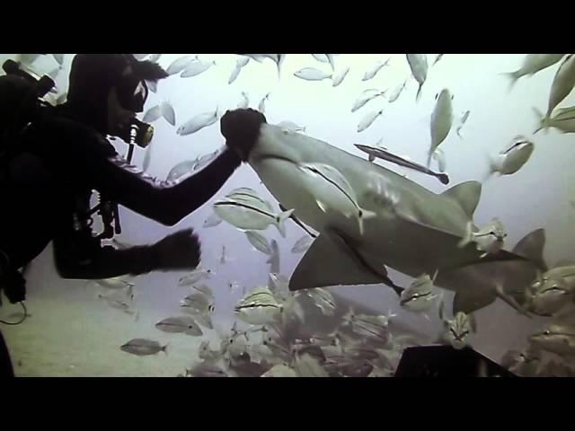 Shark Love - Ryan Walton plays with Sharks