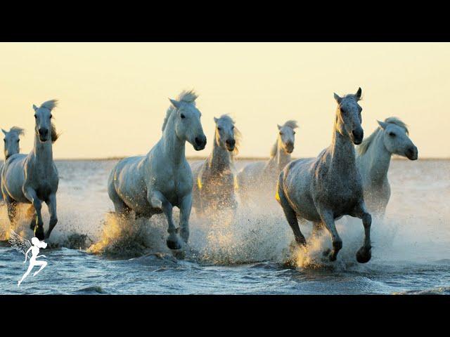 Healing Music | Align the Chakras and Eliminate Negative Thoughts | Beautiful Nature