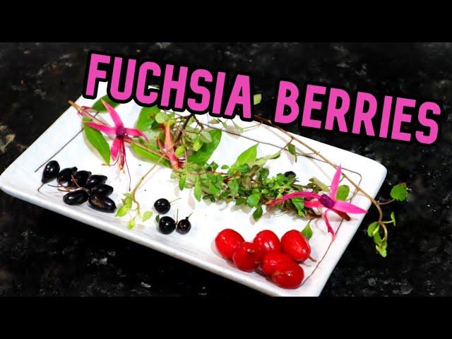 BACK TO THE FUCHSIA - Trying 3 Varieties of This Rarely Eaten Berry - Weird Fruit Explorer