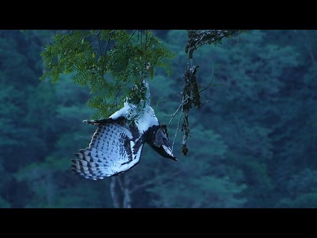 Harpia harpyja - Harpy Eagle