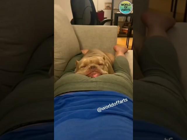 Dogs vs Farts: Epic Reactions Caught on Camera!  #funny #fart #comedy