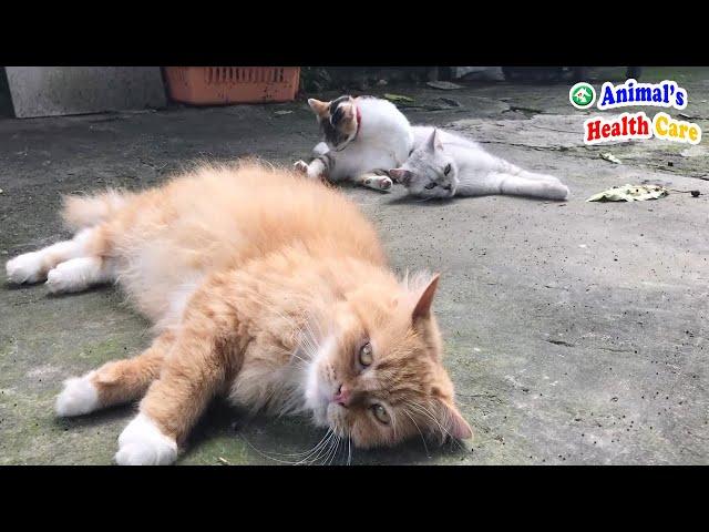 Cats enjoy life after rescued – The Happy cats house