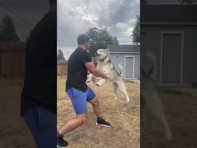 Puppy Loves Tackling His Dad #dogsofyoutube #funnyanimals