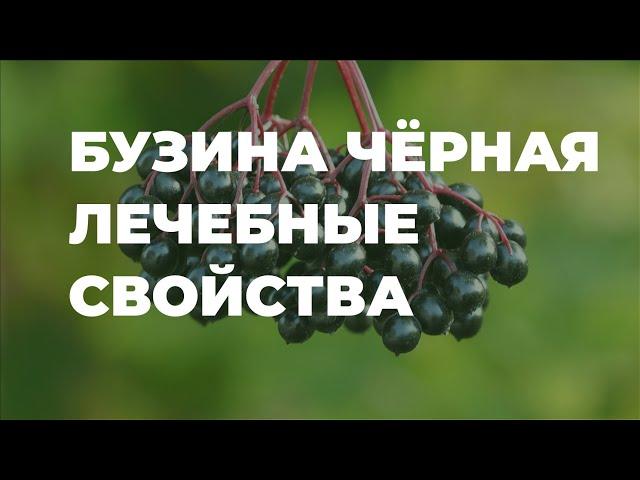 Бузина чёрная - лечебные свойства / Захар Травник