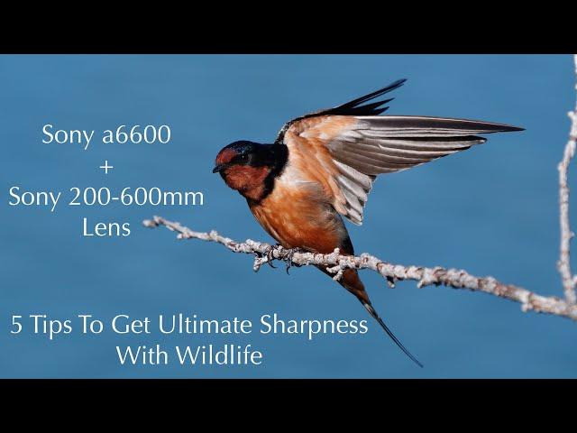 Sony a6600 + Sony 200-600mm Lens | 5 Tips To Get Ultimate Sharpness With Wildlife