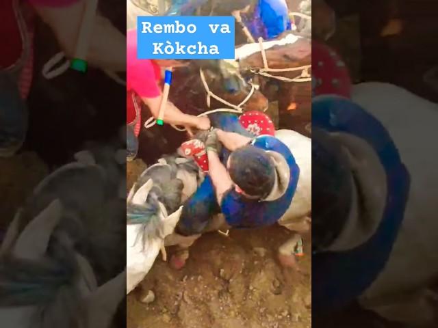 Rembo va kòkcha uloq bosishini kòring Remboni #horse #kopkari #chinor #reels #reelsvideo #trend