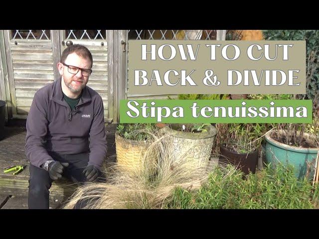 How to Cut Back & Divide Stipa tenuissima | Pruning and Dividing Stipa Grass (Mexican Feathergrass)