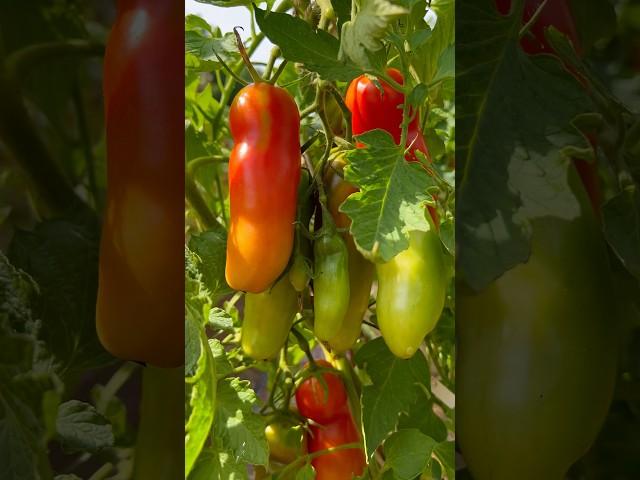 Tomate „Kasanova“  Томат «Казанова» #garden #tomate #kasanova #томат #казанова