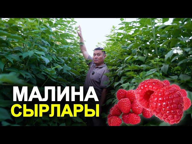 Малина отургузбагыла, бул негизги эрежелерди билбесенер!