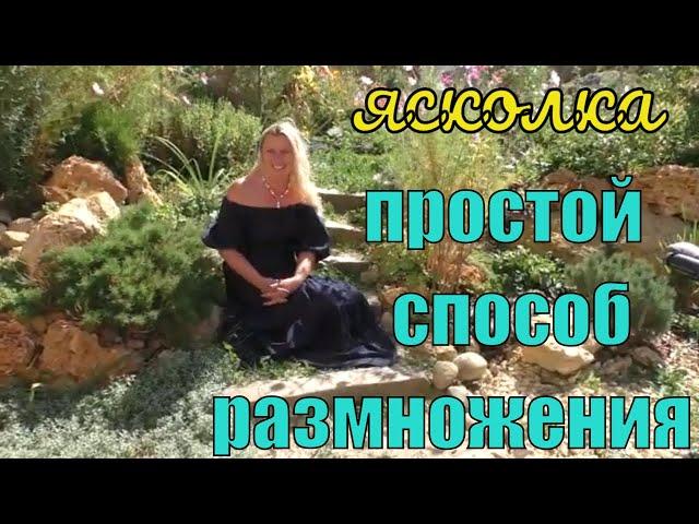 ЯСКОЛКА. Самый ПРОСТОЙ СПОСОБ размножения. Как посадить ясколку