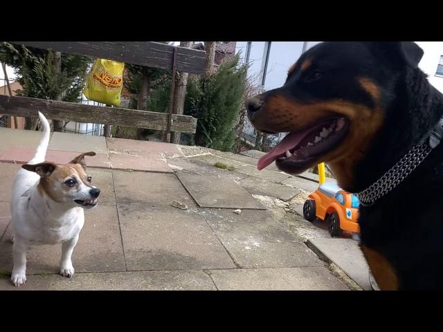 Jack Russell Terrier attacks Rottweiler