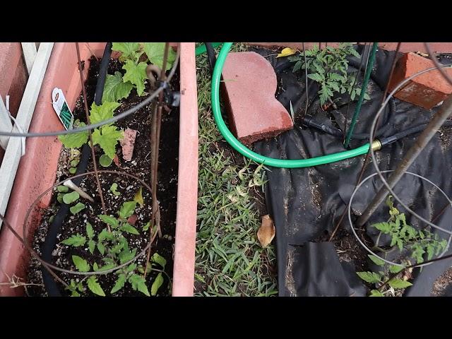 Tomatoes! Easy Garden !