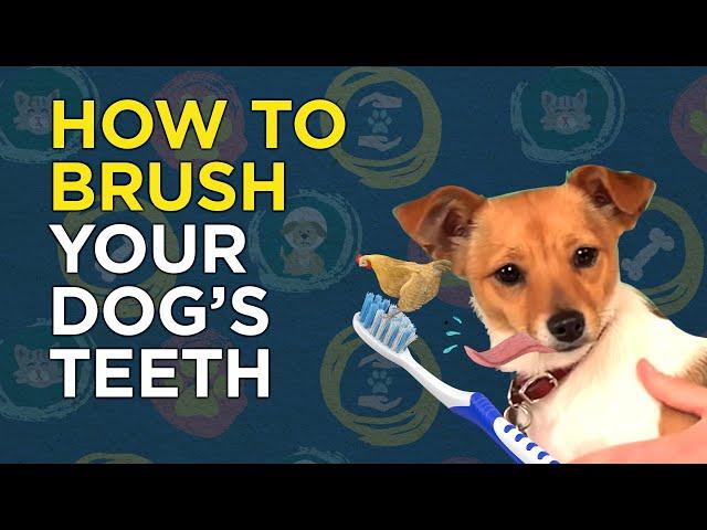 How to Brush Your Dog's Teeth - VetVid Dog Care Video