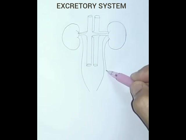 How to draw human excretory system easily