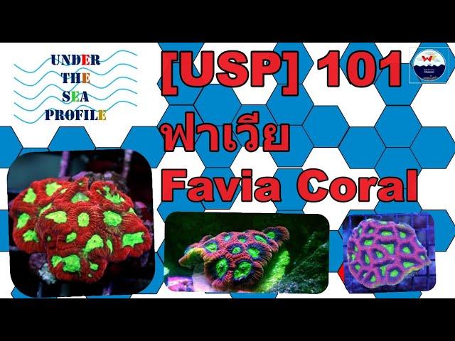 [USP] 101 Favia coral ปะการังวงแหวน