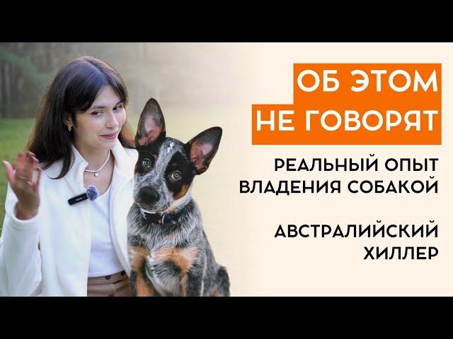 Австралийский хилер, делимся опытом владения собакой из первых рук.