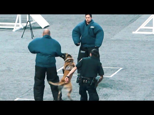 Police Dog funny moments