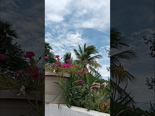 #maa beautyful garden #ytshorts ##hima #beautyfulflowers #villeage nature #naturalplants