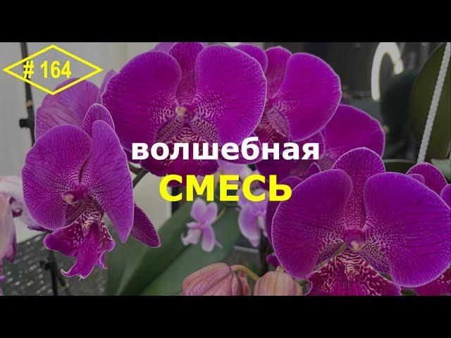 # 164 Чтобы орхидеи были здоровыми и пышно цвели … #ОрхидейнаяАптека