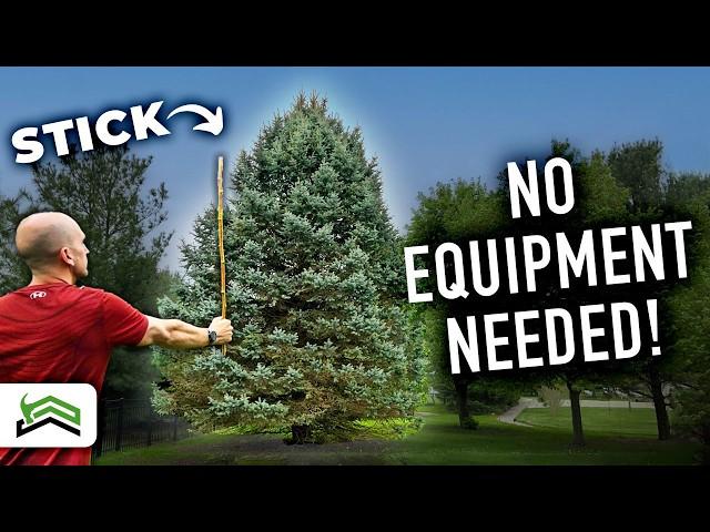 Measuring Tree Height Without A Tape Measure