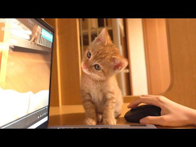 【生後56日】子猫が初めて自分の動画を観たらこうなりました…