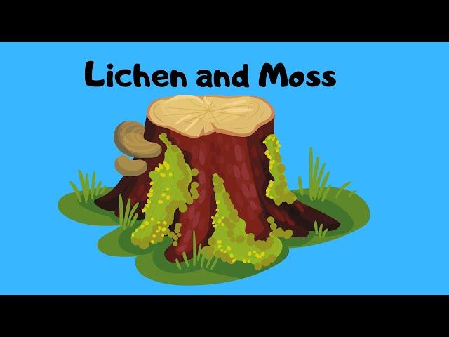 Why Lichen and Moss are Amazing