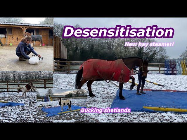 A DIFFERENT KIND OF VLOG | Shetlands bucking and desensitisation!