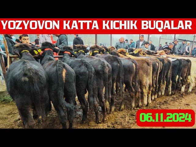 Yozyovon mol bozori Katta kichik buqalar yangi narxlari!Buqalar o'ta arzon bo'lib keti