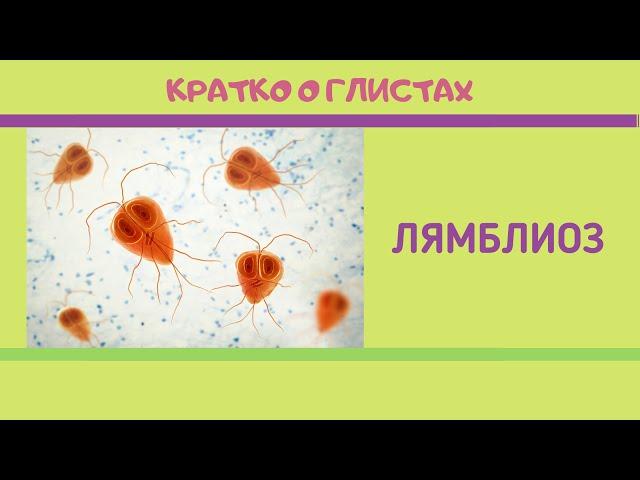 Кратко о глистах. Часть 2. Лямблиоз.