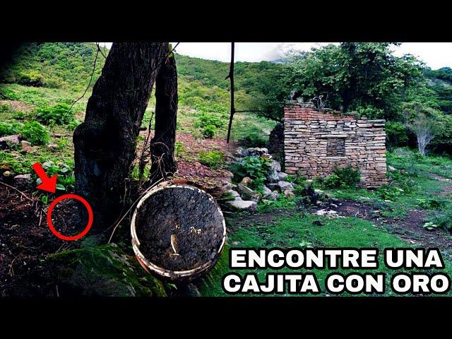 encontramos ORO debajo de este ÁRBOL IMPACTANTE !! DETECCIÓN METALICA Y RADIESTESIA