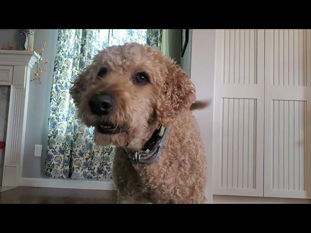 Farfel The Goldendoodle barking