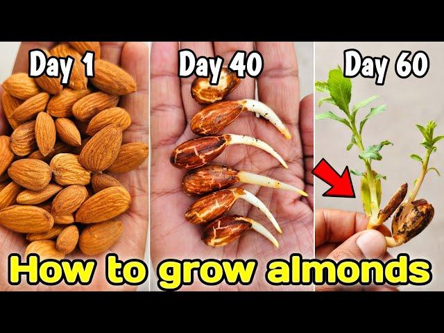 How to grow almonds from seeds, How to grow almond tree at home