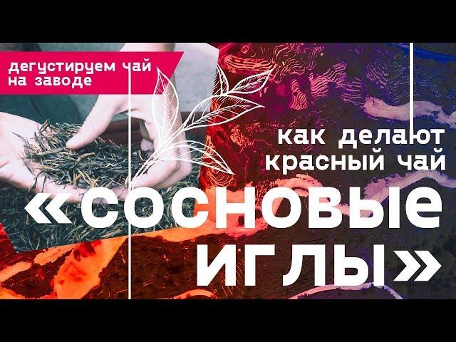 Как делают красный чай Сосновые Иглы. Дегустируем чай на заводе.