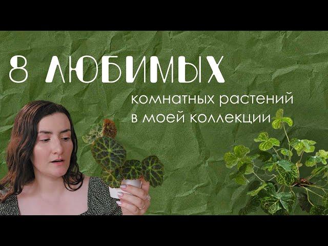  Любимые растения в моей коллекции.