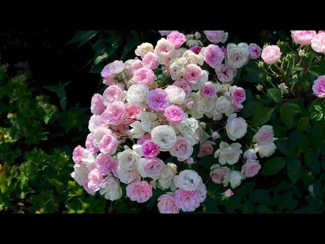 РОЗОВОЕ ЧУДО. МАХРОВЫЕ МУСКУСНЫЕ ГИБРИДЫ. Musky roses. Rose Garden. Beautiful roses.