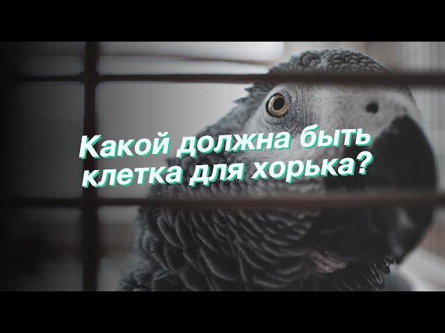 Какой должна быть клетка для хорька?