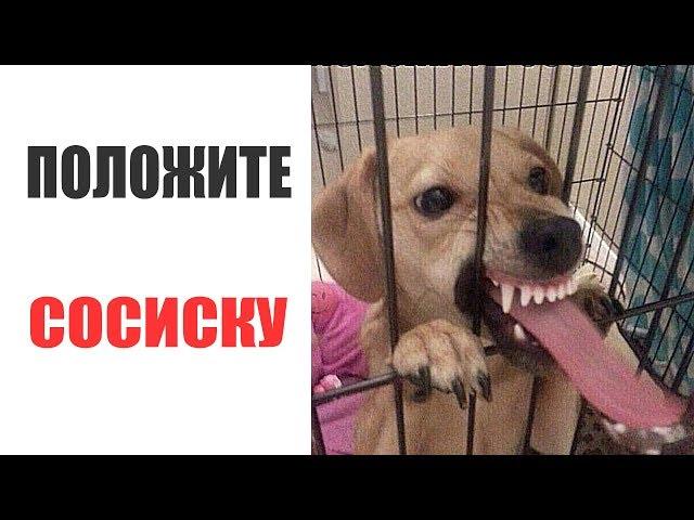 Лютые приколы . ПОЛОЖИТЕ СОСИСКУ. Угарные мемы