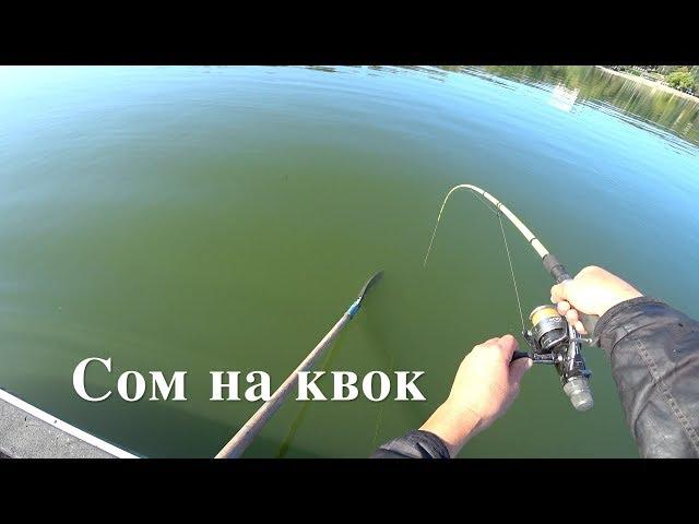 СОМ НА КВОК. Три коротких рыбалки.