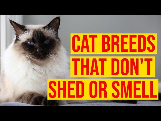 10 Cat Breeds That Don't Shed Or Smell/ All Cats