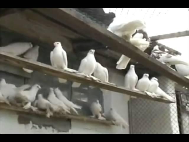 узбекские голуби