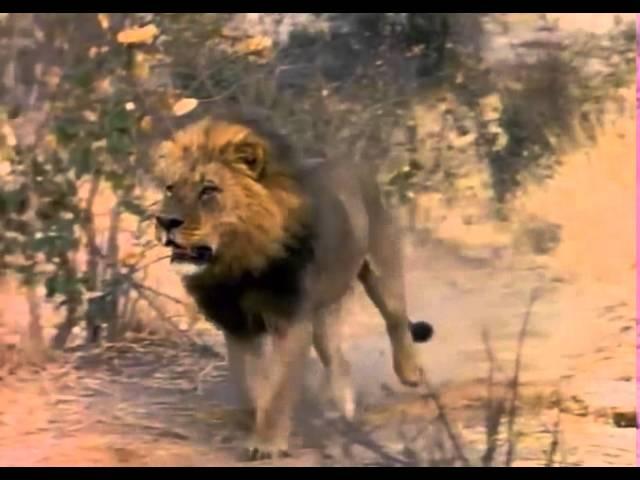 Лев убивает Гиену   Жесть!!!  lions kill hyenas