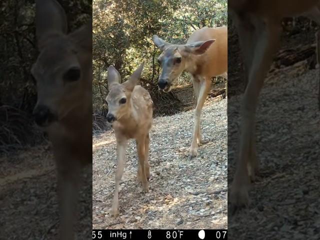 Mom teaching Fawns