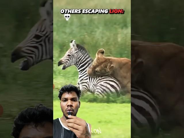 The Craziest Juke  #animals #lion #wildlife #shorts #kbjroast #greenscreen #trending
