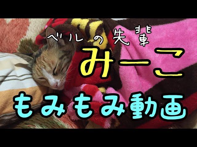 【癒し】猫のもみもみ動画。ベルの先輩みーこ