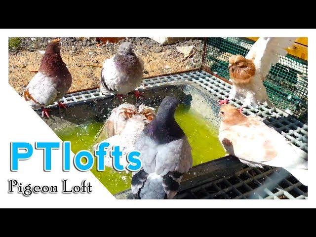 pigeons bath